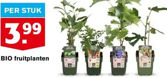 Hoogvliet fruitplanten per stuk aanbieding