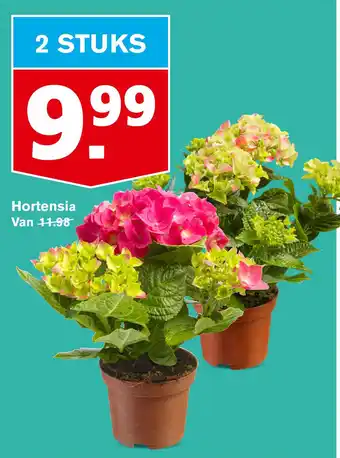 Hoogvliet Hortensia aanbieding