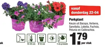 ALDI Kwekers Trots Perkplant aanbieding