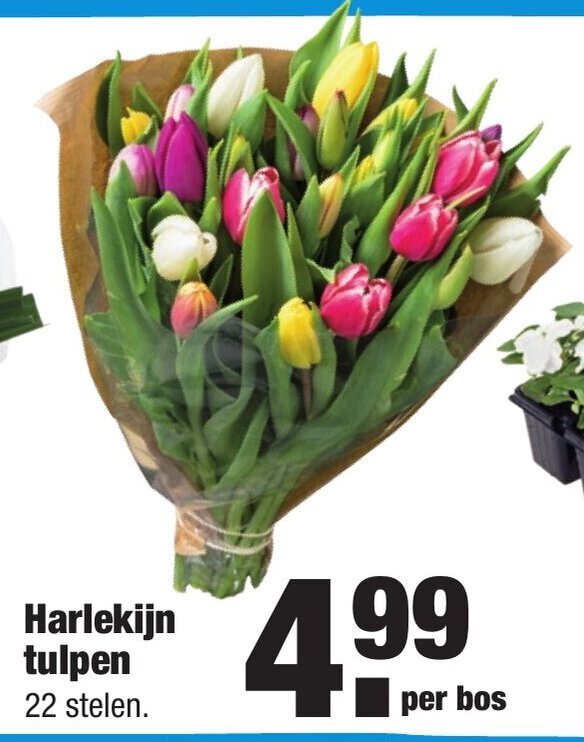 Harlekijn tulpen aanbieding bij ALDI