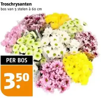 Poiesz Troschrysanten aanbieding