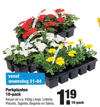 ALDI Perkplanten 10-pack aanbieding