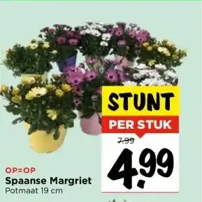 Vomar Voordeelmarkt OP=OP Spaanse Margriet aanbieding