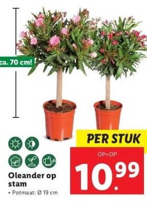 Oleander op stam aanbieding bij Lidl