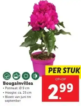 Lidl Bougainvillea aanbieding