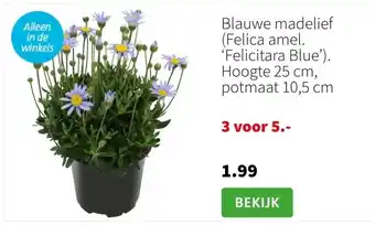 Intratuin Blauwe madelief (Felica amel. ‘Felicitara Blue’). Hoogte 25 cm, potmaat 10,5 cm aanbieding