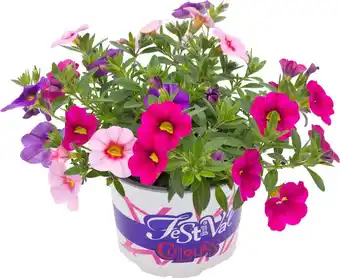 Intratuin Minipetunia (Calibrachoa) D 10,5 H 20 cm aanbieding