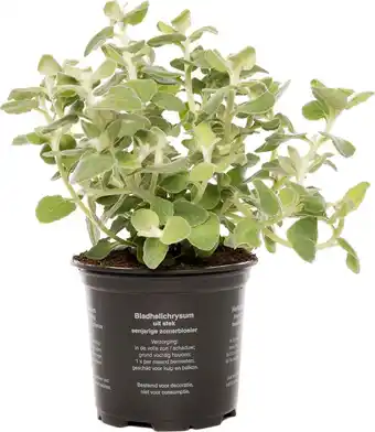 Intratuin Kerriekruid (Helichrysum) D 10,5 H 20 cm aanbieding