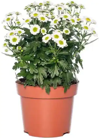 Intratuin Chrysant (Chrysanthemum 'Garden Mums' ) D 10,5 H 15 cm aanbieding