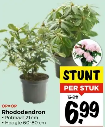 Vomar Voordeelmarkt Rhododendron aanbieding