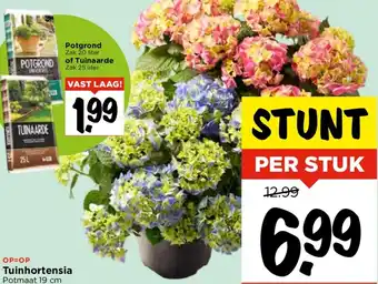 Vomar Voordeelmarkt Tuinhortensia aanbieding