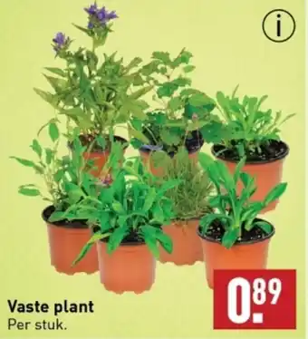 ALDI Vaste plant per stuk aanbieding