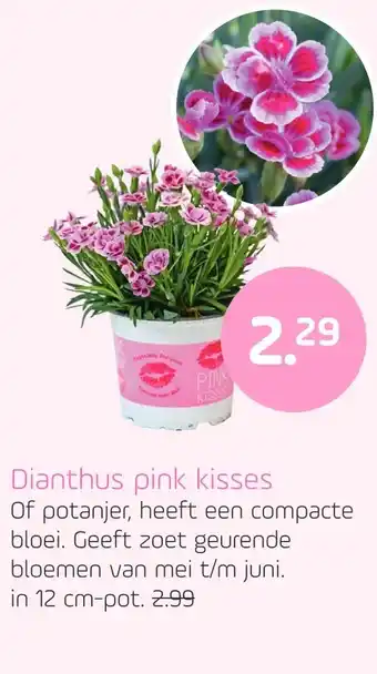 Coppelmans Dianthus pink kisses aanbieding