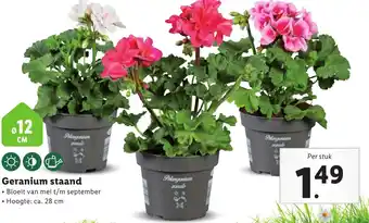 Lidl Geranium staand aanbieding