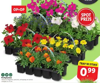 Lidl Perkplanten aanbieding