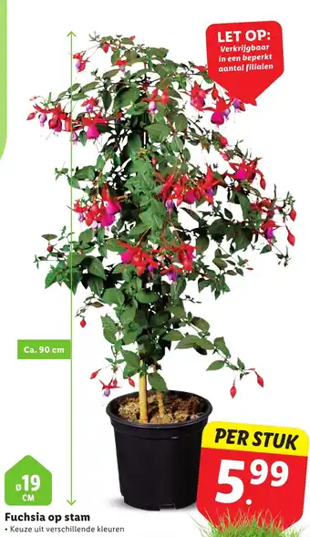 Lidl Fuchsia op stam aanbieding