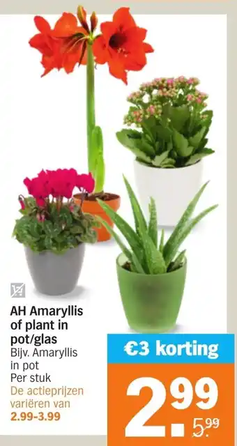 Albert Heijn AH Amaryllis of plant in pot/glas aanbieding