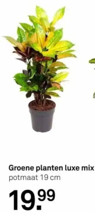 Karwei Groene planten luxe mix 19 cm aanbieding