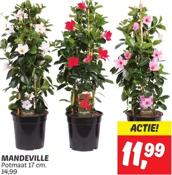 Dekamarkt MANDEVILLE aanbieding