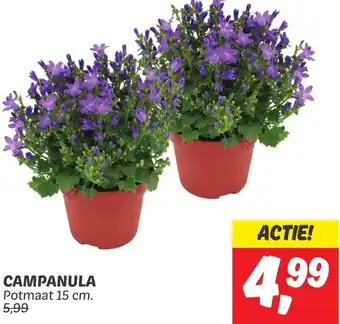 Dekamarkt CAMPANULA aanbieding