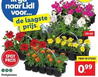 Lidl Perkplanten aanbieding