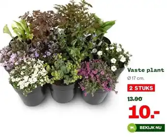 Welkoop Vaste plant aanbieding