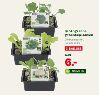 Welkoop groenteplanten aanbieding