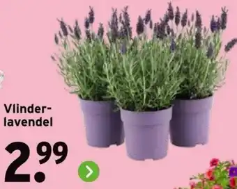 GAMMA Vlinderlavendel aanbieding