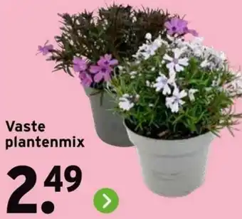 GAMMA Vaste plantenmix aanbieding