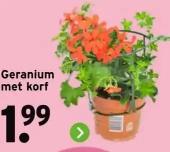 GAMMA Geranium met korf aanbieding