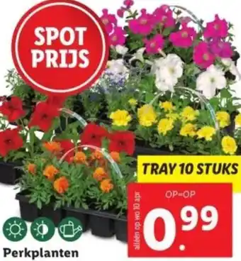 Lidl Perkplanten aanbieding