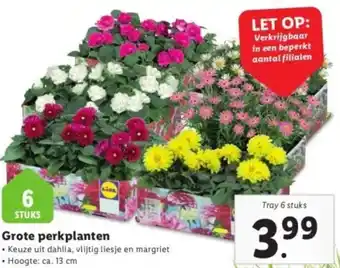 Lidl Grote perkplanten aanbieding