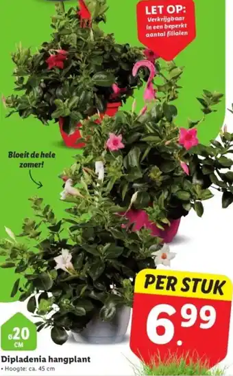 Lidl Dipladenia hangplant aanbieding