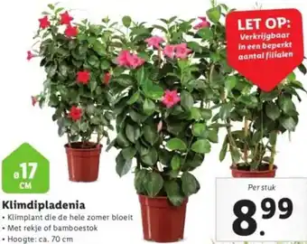 Lidl Klimdipladenia aanbieding