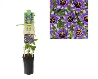 Hornbach FLORASELF Klimplant passiflora purple haze 2,3 l 53-70 cm Lila aanbieding