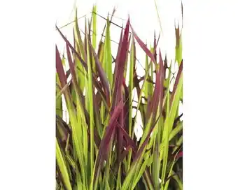 Hornbach FLORASELF Japans bloedgras Imperata cylindrica var, koenig 'Red Baron' potmaat Ø 14 cm H 5-15 cm aanbieding