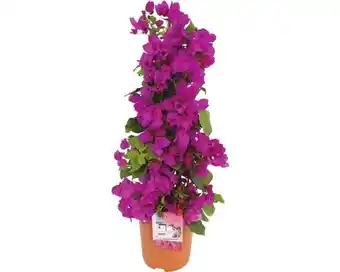 Hornbach FLORASELF Bougainvillea Bougainvillea sanderare potmaat Ø 19 cm H 25-35 cm aanbieding