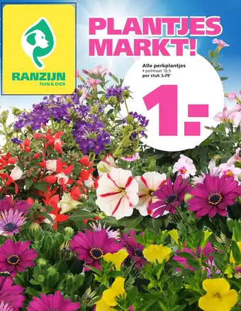 Ranzijn Alle perkplantjes aanbieding