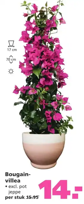 Ranzijn Bougain villea aanbieding