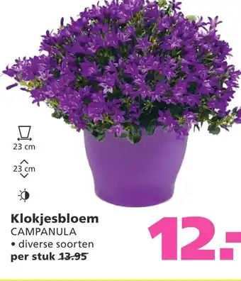 Ranzijn Klokjesbloem CAMPANULA aanbieding