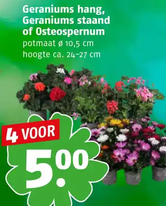 Poiesz Geraniums hang, Geraniums staand of Osteospernum aanbieding