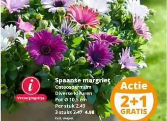 GroenRijk Spaanse margriet aanbieding