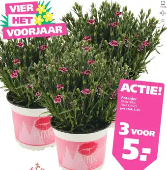 Ranzijn Potanjer DIANTHUS aanbieding