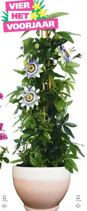 Ranzijn Passiebloem PASSIFLORA PIRAMIDE aanbieding