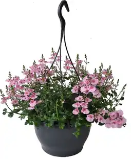 Intratuin Diascia in hangpot (Diascia 'Flying Colors Rose Upright') D 23 H 35 cm aanbieding