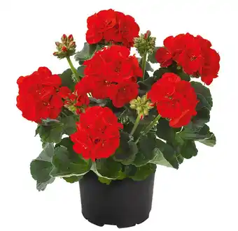 Welkoop Geranium - Eenjarige planten - Diverse kleuren aanbieding