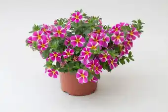 Welkoop Wouters en Wouters Petunia Special - Eenjarige planten - Diverse kleuren aanbieding