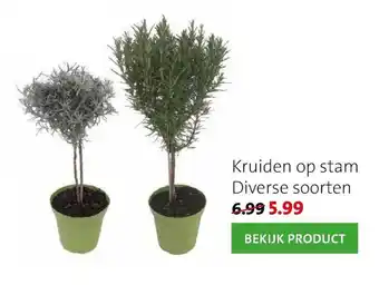 Intratuin Kruiden op stam aanbieding