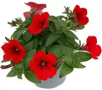 Intratuin Petunia (Petunia) rood D 9 H 15 cm aanbieding