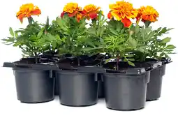 Intratuin Afrikaantje (Tagetes patula 'Bonanza Flame & Bee') D 9 H 15 cm aanbieding